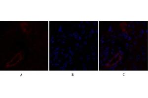 Immunofluorescence analysis of human liver tissue. (Claudin 5 抗体  (AA 140-220))