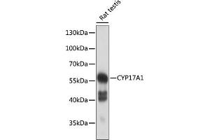 Western blot analysis of extracts of rat testis, using CYP17 antibody (3968) at 1:500 dilution. (CYP17A1 抗体  (AA 209-508))