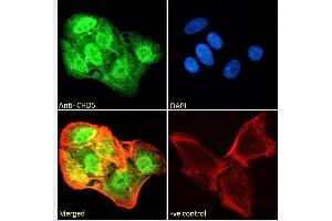 (ABIN190809) Immunofluorescence analysis of paraformaldehyde fixed U2OS cells, permeabilized with 0. (CHD5 抗体  (Internal Region))