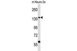 CNTROB Antibody (Center) western blot analysis in mouse Neuro-2a cell line lysates (35µg/lane). (CNTROB 抗体  (Middle Region))