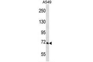PCCA Antibody (Center) western blot analysis in A549 cell line lysates (35µg/lane). (PCCA 抗体  (Middle Region))