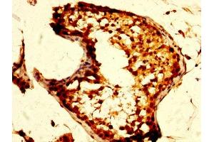 IHC image of ABIN7160273 diluted at 1:500 and staining in paraffin-embedded human testis tissue performed on a Leica BondTM system. (Mu Opioid Receptor 1 抗体  (AA 1-68))