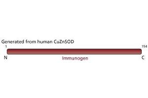 Image no. 2 for anti-Superoxide Dismutase 1, Soluble (SOD1) antibody (ABIN967513) (SOD1 抗体)