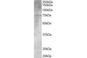 ABIN185150 (1µg/ml) staining of Human Brain lysate (35µg protein in RIPA buffer). (MPP5 抗体  (N-Term))