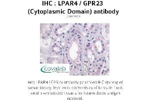 Image no. 1 for anti-Lysophosphatidic Acid Receptor 4 (LPAR4) (3rd Cytoplasmic Domain) antibody (ABIN1736523) (LPAR4 抗体  (3rd Cytoplasmic Domain))