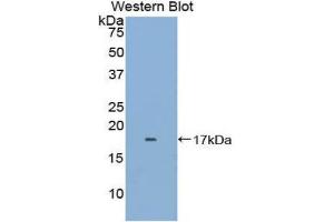 Western Blotting (WB) image for anti-FK506 Binding Protein 1B, 12.6 KDa (FKBP1B) (AA 2-108) antibody (Biotin) (ABIN1176313) (FKBP1B 抗体  (AA 2-108) (Biotin))
