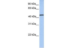 Western Blotting (WB) image for anti-tRNA Methyltransferase 11 Homolog (Trmt11) antibody (ABIN2459205) (Trmt11 抗体)