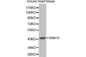 Western Blotting (WB) image for anti-Guanine Nucleotide Binding Protein (G Protein), alpha 15 (Gq Class) (GNA15) (AA 1-374) antibody (ABIN3022861) (GNA15 抗体  (AA 1-374))