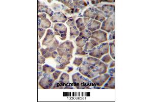 WDR12 Antibody immunohistochemistry analysis in formalin fixed and paraffin embedded human pancreas tissue followed by peroxidase conjugation of the secondary antibody and DAB staining.