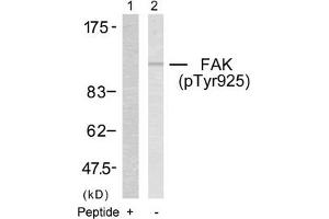 Western blot analysis of extracts from 293 cells using FAK(Phospho-Tyr925) Antibody(Lane 2) and the same antibody preincubated with blocking peptide(Lane1). (FAK 抗体  (pTyr925))