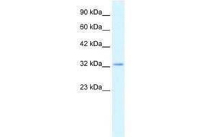Claudin 10 antibody used at 2. (CLDN10 抗体  (C-Term))
