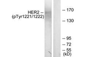 Western blot analysis of extracts from SK-OV3 cells treated with EGF, using HER2 (Phospho-Tyr1221/Tyr1222) Antibody. (ErbB2/Her2 抗体  (pTyr1221))