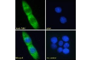 ABIN185683 Immunofluorescence analysis of paraformaldehyde fixed A431 cells, permeabilized with 0. (FXR1 抗体  (Internal Region))