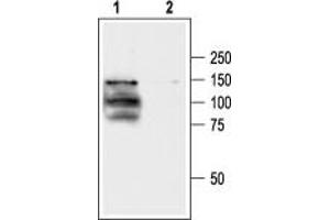 Western Blotting (WB) image for anti-Transient Receptor Potential Cation Channel, Subfamily V, Member 1 (TRPV1) (AA 824-838), (Intracellular) antibody (ABIN7043841)