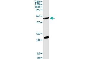 GCNT2 MaxPab rabbit polyclonal antibody.