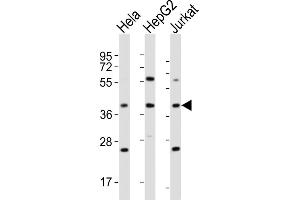 All lanes : Anti-OR5M9 Antibody (C-term) at 1:4000 dilution Lane 1: Hela whole cell lysates Lane 2: HepG2 whole cell lysates Lane 3: Jurkat whole cell lysates Lysates/proteins at 20 μg per lane. (OR5M9 抗体  (C-Term))