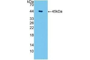 Detection of Recombinant AQP4, Human using Monoclonal Antibody to Aquaporin 4 (AQP4) (Aquaporin 4 抗体  (AA 178-317))