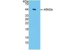 Detection of Recombinant AQP4, Human using Monoclonal Antibody to Aquaporin 4 (AQP4)