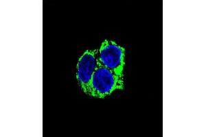 Confocal immunofluorescent analysis of CABC1 Antibody (ABIN659101 and ABIN2838085) with HepG2 cell followed by Alexa Fluor® 488-conjugated goat anti-mouse lgG (green). (COQ8A 抗体)
