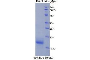 SDS-PAGE analysis of Rat delta Like Protein 4 Protein. (DLL4 蛋白)