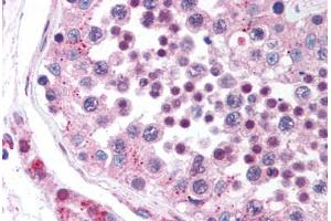 Human Testis (formalin-fixed, paraffin-embedded) stained with DCBLD2 antibody ABIN214270 at 2. (DCBLD2 抗体  (AA 399-416))