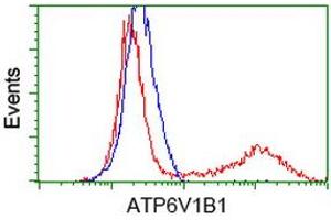 Image no. 1 for anti-ATPase, H+ Transporting, Lysosomal 56/58kDa, V1 Subunit B1 (ATP6V1B1) antibody (ABIN1496774) (ATP6V1B1 抗体)