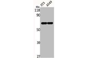 Western Blot analysis of NIH-3T3 A549 cells using ERF Polyclonal Antibody (ERF 抗体)