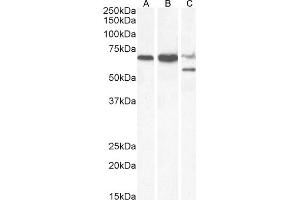 (ABIN184648) (0. (PPP2R5D 抗体  (C-Term))
