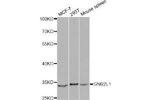 Western blot analysis of extracts of various cell lines, using GNB2L1 antibody (ABIN6292956) at 1:1000 dilution. (GNB2L1 抗体)