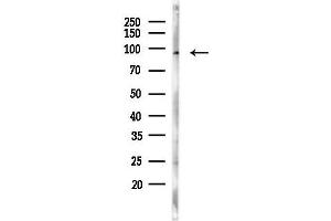 anti-Clock Homolog (Mouse) (CLOCK) (Internal Region) antibody
