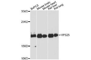 Western blot analysis of extracts of various cell lines, using VPS25 antibody. (VPS25 抗体  (AA 1-176))