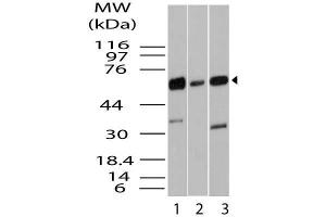 Image no. 1 for anti-Kruppel-Like Factor 4 (Gut) (KLF4) (AA 1-300) antibody (ABIN5027333) (KLF4 抗体  (AA 1-300))