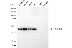Western blotting analysis using SH3GL1 antibody (ABIN7800329). (SH3GL1 抗体)
