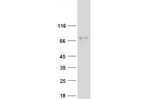 Western Blotting (WB) image for Glucocorticoid Modulatory Element Binding Protein 2 (GMEB2) protein (Myc-DYKDDDDK Tag) (ABIN2722086)