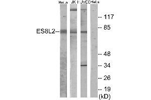 Western blot analysis of extracts from HeLa cells, Jurkat cells and HUVEC cells, using ES8L2 antibody. (EPS8-Like 2 抗体)