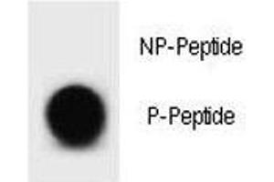 Dot Blot (DB) image for anti-B-Cell CLL/lymphoma 2 (BCL2) (pThr56) antibody (ABIN3030100)