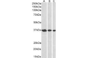 ABIN2561139 (0. (APEX1 抗体  (N-Term))