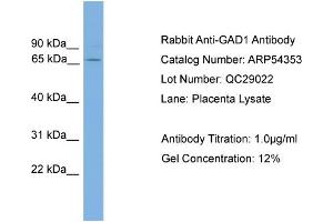 WB Suggested Anti-GAD1  Antibody Titration: 0. (GAD 抗体  (N-Term))