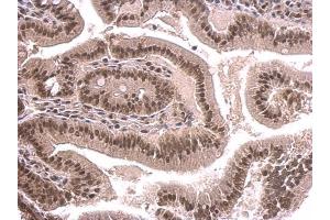 IHC-P Image SNRPD2 antibody detects SNRPD2 protein at nucleus on mouse duodenum by immunohistochemical analysis. (SNRPD2 抗体)