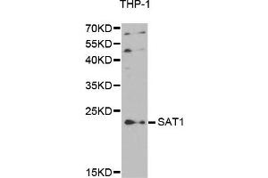 Western Blotting (WB) image for anti-Spermidine/spermine N1-Acetyltransferase 1 (SAT1) antibody (ABIN1875443) (SAT1 抗体)