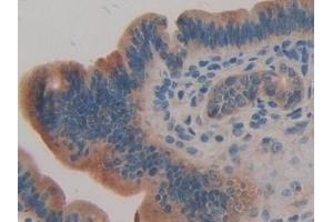 Detection of TTK in Mouse Uterus Tissue using Polyclonal Antibody to TTK Protein Kinase (TTK)