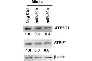 Western Blotting (WB) image for anti-ATP Synthase, H+ Transporting, Mitochondrial F0 Complex, Subunit C1 (Subunit 9) (ATP5G1) (Center) antibody (ABIN2855894)