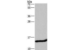 Western Blot analysis of Mouse small intestine tissue using FABP2 Polyclonal Antibody at dilution of 1:650 (FABP2 抗体)