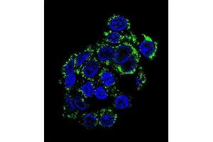 Confocal immunofluorescent analysis of PCK2 Antibody (N-term) (ABIN392678 and ABIN2842171) with HepG2 cell followed by Alexa Fluor 488-conjugated goat anti-rabbit lgG (green). (PEPCK 抗体  (N-Term))