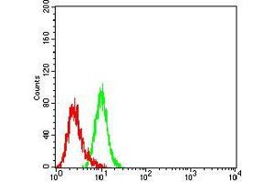Flow cytometric analysis of K562 cells using CD147 mouse mAb (green) and negative control (red). (CD147 抗体  (AA 138-323))