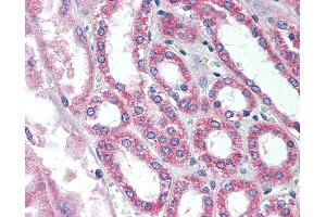 Anti-SIRT7 antibody IHC of human kidney. (SIRT7 抗体  (AA 35-51, AA 361-377))