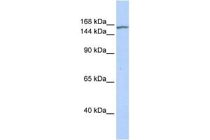 WB Suggested Anti-EHMT2 Antibody Titration:  0. (EHMT2 抗体  (N-Term))