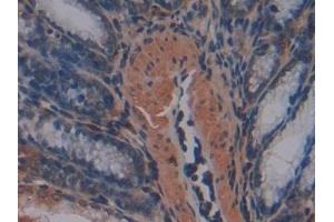 Detection of MMP7 in Mouse Small intestine Tissue using Polyclonal Antibody to Matrix Metalloproteinase 7 (MMP7) (MMP7 抗体  (AA 1-264))