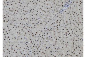 anti-Argonaute 2 (AGO2) (N-Term) antibody
