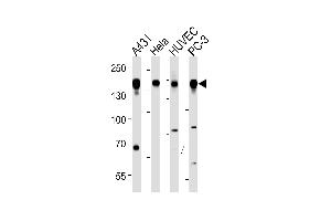 EGFR Antibody (p) p western blot analysis in A431,Hela,HUVEC,PC-3 cell line lysates (35 μg/lane). (EGFR 抗体  (AA 1070-1099))